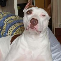 Narco, superbe Américain Staffordshire Terrier