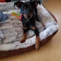 Naya la petite Pinscher de Stéphane à 3 mois