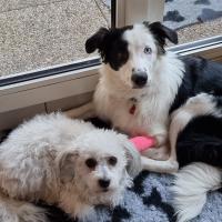 Naya, la superbe Border Collie de Christine