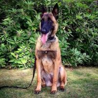 Nell, Malinois de 1 an