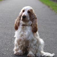 Néo, Cocker Spaniel Anglais blanc et orange de Audrey