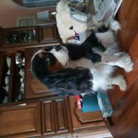 Nikol, Cavalier King Charles de 15 mois