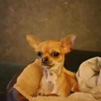 Nina, la petite Chihuahua de Mireille
