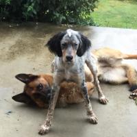 Noreille 1 an, femelle Setter Anglais et Guiness 6 ans, femelle Berger Allemand