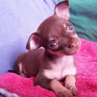 Noushka 2 mois, la petite Chihuahua de Alessandro