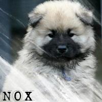 Nox encore chiot l'Eurasier de Nadine