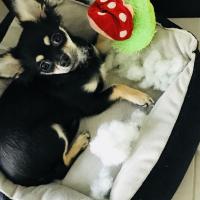 Nuts 7 mois, le petit Chihuahua de Laura