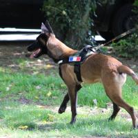 Oakley 7 mois, le Malinois de Manon