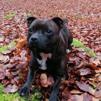 Oana, 5 ans. La belle Staffie noire et blanche de Sarah