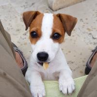 Okie, petit Jack Russel