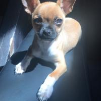 Olfi 5 mois, le petit Chihuahua de Clarisse