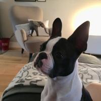 Olly 6 mois, la chienne Boston Terrier d'Elodie