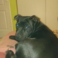 Olympe, la Staffordshire Bull Terrier de Sabrina