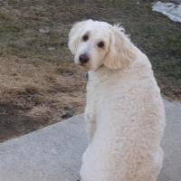 Oro 3 ans, le Goldendoodle de Marie