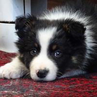 Oups 3 mois, le petite Border Collie de Nadine