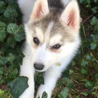 Oxann, la Husky Sibérienne de Chantal