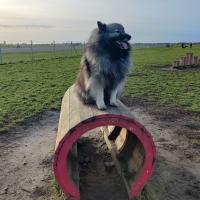 Patti 4 ans, la superbe Keeshond de Marc