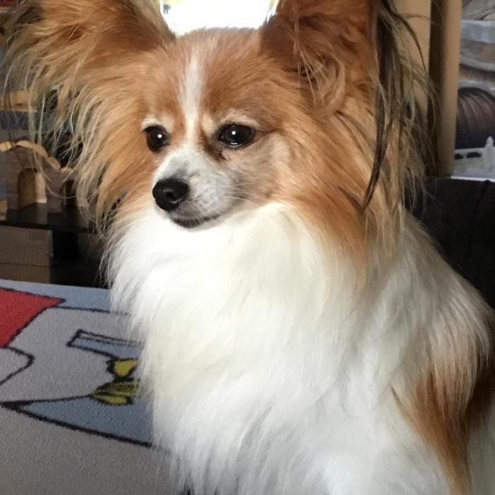 Tout Savoir Sur L Epagneul Papillon