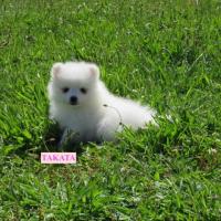 Petite spitz japonaise de 3 mois sur de l herbe