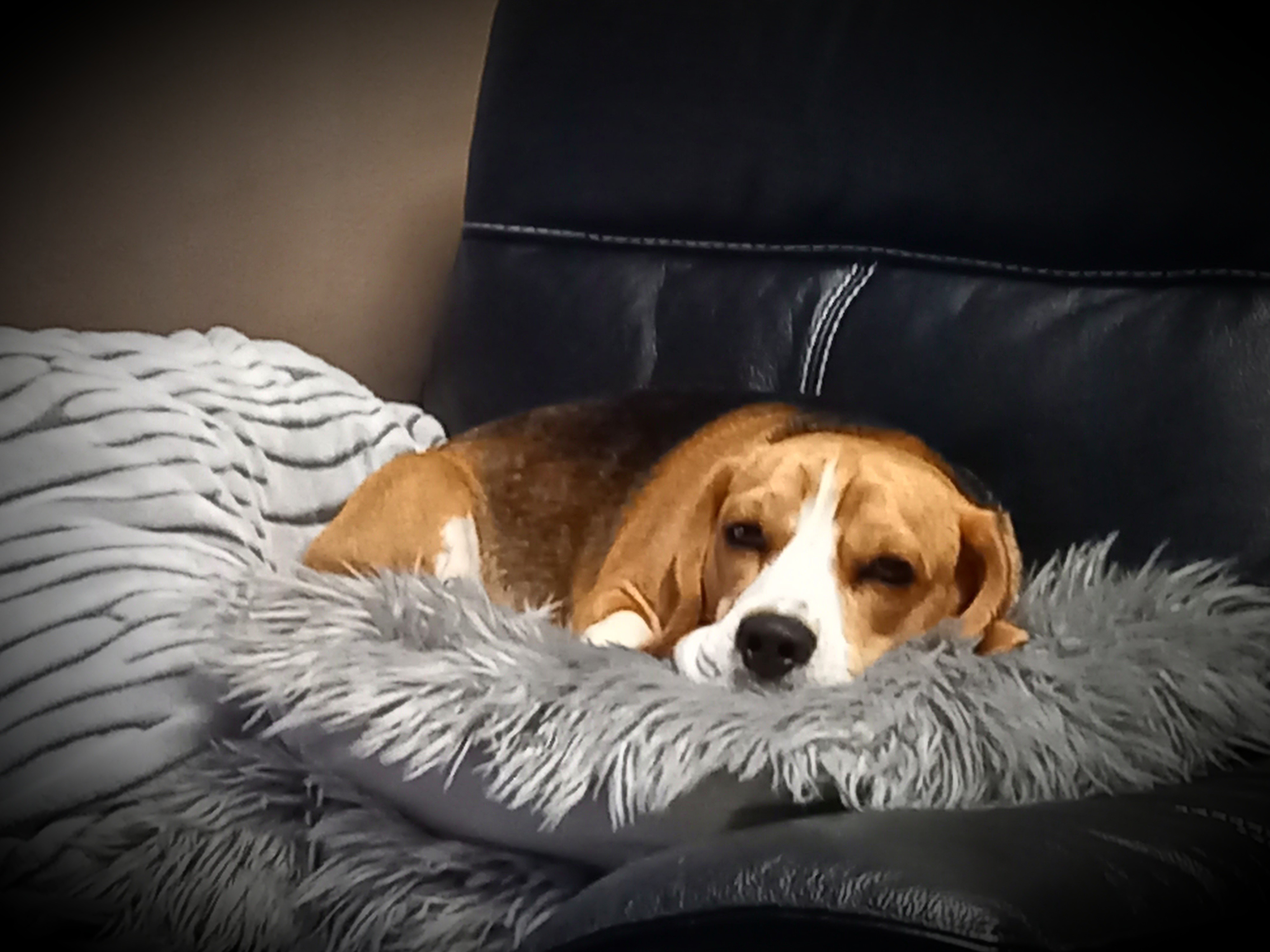 Pharos, le superbe Beagle de Gilles