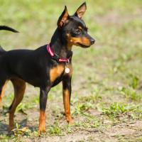 Petit Pinscher noir et marron debout sur l'herbe