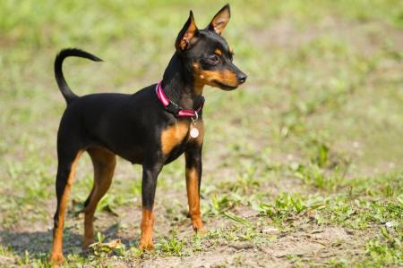 Petit pinscher noir et marron debout sur l herbe