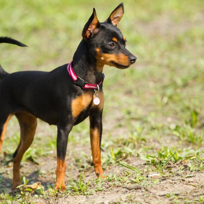 Tout Savoir Sur Le Pinscher