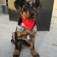 Pirate, le Beauceron arlequin de Marjorie à 3 mois