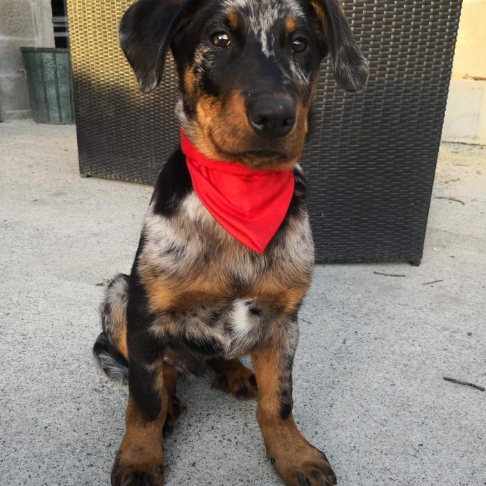 Tout Savoir Sur Le Beauceron
