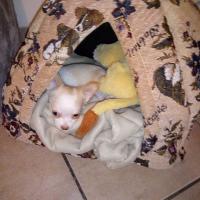 Praline, jeune Chihuahua de 2 mois