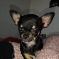 Prunelle la petite Chihuahua de Christine