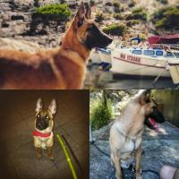 Quelques photos du Malinois de Jean-Philippe