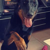 Raya, femelle Beauceron qui donne la patte