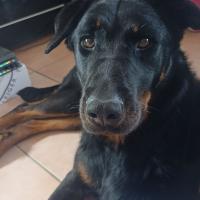 Raya, la superbe Beauceron de Marion