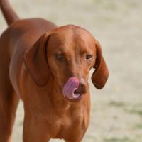Redbone Coonhound qui se lèche la truffe