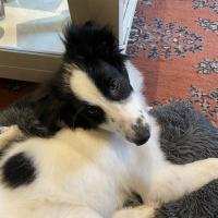 Rimbaud 4 mois le Border Collie de Constance