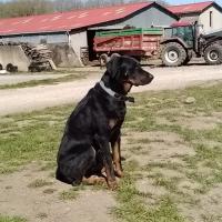 Rock 14 mois, le superbe Beauceron de Patrick