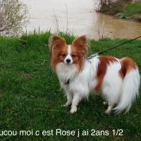 Rose, la superbe Epagneul Papillon de Dominique