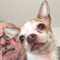 Rotchild dit Roxy 5ans, le Chihuahua de Didier