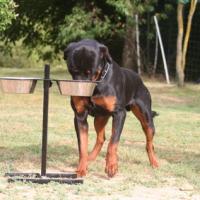 Rottweiler avec son support de gamelle