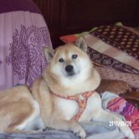 Roucky, chien Shiba Inu de 10 ans