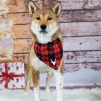 Ruby 1 an, le Shiba Inu de Geneviève