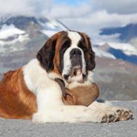 Saint Bernard couché, à la montagne