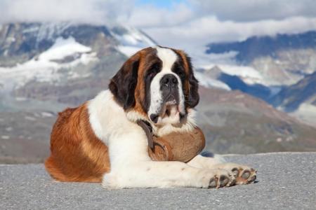 Saint bernard couche a la montagne