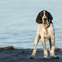 Sam, à la mer