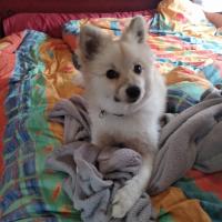 Samy, 1 an, le superbe Pomsky de Brigitte