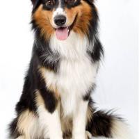 Scoot, 2 ans, le superbe Berger Australien d'André