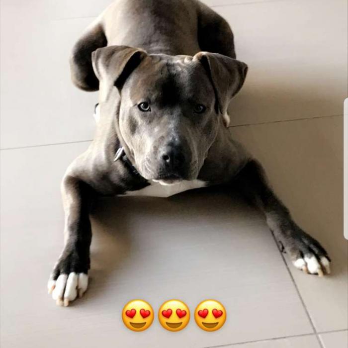 Tout Savoir Sur L American Staffordshire