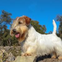 Le Sealyham Terrier