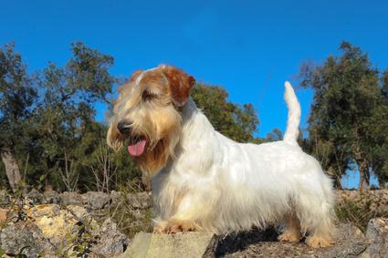 Sealyham terrier